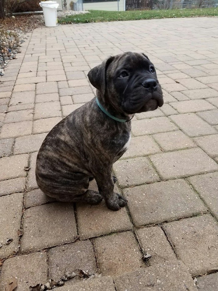 Ripley, as a puppy